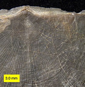 Ropalonaria (Ordovician)