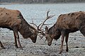 Vorschaubild der Version vom 18:06, 22. Aug. 2017