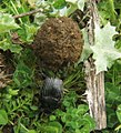 똥을 굴리는 쇠똥구리 Scarabaeus laticollis