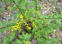 Detail of flowers