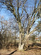 Hainbuche am Warnberger Weiher