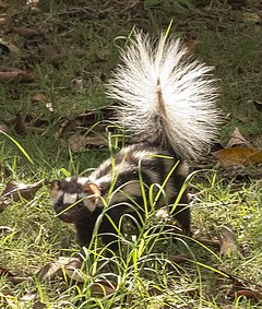 Description de l'image Southern spotted skunk.jpg.