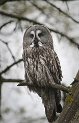 Strix nebulosa lapponica, Švedska