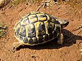 Балканская черепаха (Testudo hermanni)