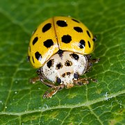 Thea vigintiduopunctata, une Coccinellinae.