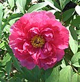 A flower of a tree peony in a garden in Queens, New York City, May, 2007