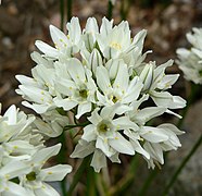 Triteleia hyacinthina