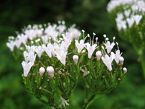 Valeriana pyrenaica