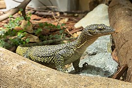 Mangrove monitor