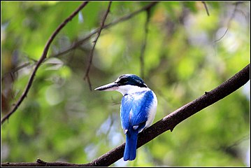 mangrove kingfisher