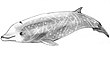 Baleine de Cuvier.