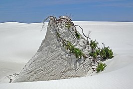 Tamariske (Tamarix) auf einem Yardang