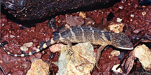 Flathead knob-scaled lizard(Xenosaurus platyceps), Municipality of Victoria, Tamaulipas (12 July 2004)