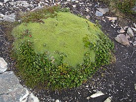 Azorella compacta