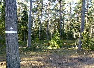 Tallhedskogen