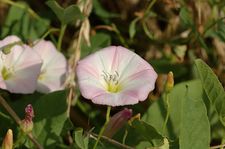 Берізка польова (Convolvulus arvensis)