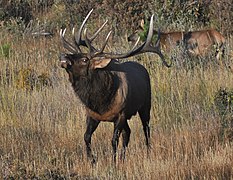 Flehmen response in an elk