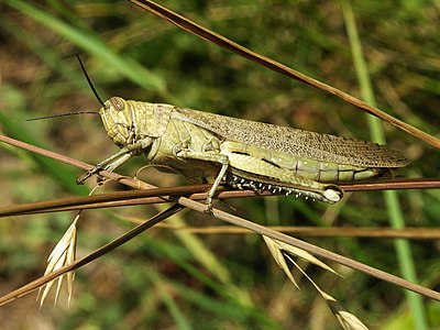 Egyptian grasshopper at Locust, by Alvesgaspar