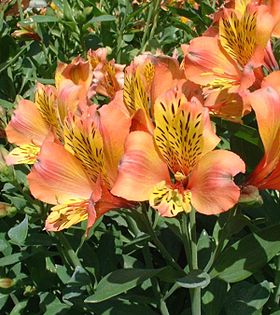 Híbrido Alstroemeria-Aurea