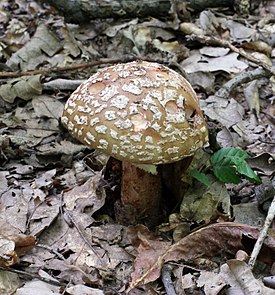 Amanita rubescens