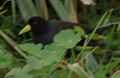 Black Crake