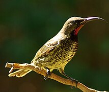 Juvenile male of the nominate race