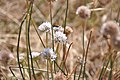 Армерия песчаная (Armeria arenaria)