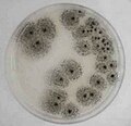 Aspergillus awamoria 5 päivän kasvatuksen jälkeen 37 ˚C lämmössä.