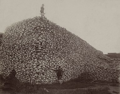 Bison skull pile at Bison hunting, author unknown (edited by Chick Bowen)