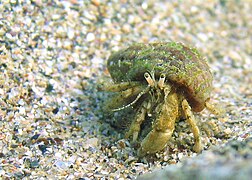 Hermit crab, Diogenes pugilator