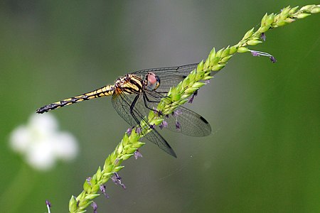 Trithemis festiva female