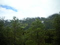 Bosque nativo en Ubaté.