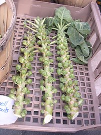 Brussels sprouts on stalks at a farmers' market in Massachusetts