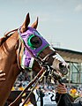 Rennpferd mit der Blinkers (engl.) genannten Haube