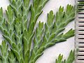 Image 45Cupressaceae: scale leaves of Lawson's cypress (Chamaecyparis lawsoniana); scale in mm (from Conifer)