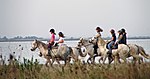 Randonnée équestre en Camargue, France.