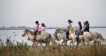 Promenade en Camargue