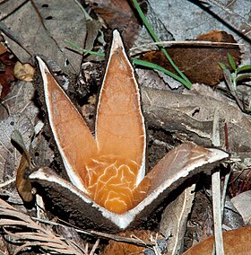 Chorioactis geaster