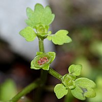 蒴果と種子、蒴果の縫線がネコの目に似ている