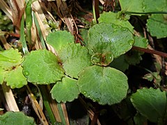 花茎が立たない走出枝のロゼット。