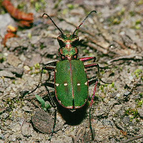 Description de l'image Cicindela.campestris.1809.jpg.