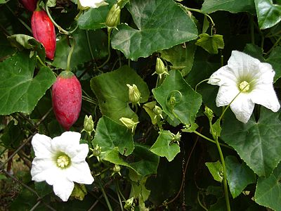 Coccinia grandis is the only one distributed also out of Africa, its immature fruits are consumed cooked as a vegetable,[2] ripe fuits are edible raw.[2]