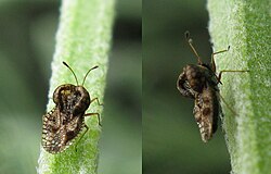 Adult specimen of a small (about 2 mm) species of lace bug on Lavandula near Cape Town in South Africa: Left, dorsal view; right, lateral view, showing proboscis and dorsal protuberances