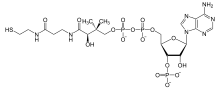 Structure chimique du Coenzyme A