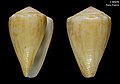 Conus balteatus