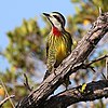Cuban green woodpecker Xiphidiopicus percussus ♀