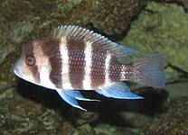 Cyphotilapiini (E): Cyphotilapia frontosa, one of only two similar species in the tribe[48]