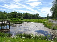 Dammträskets södra del, "övre dammen".