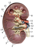 Didactic model of the mammalian kidney