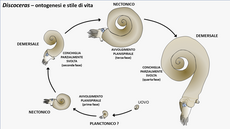 Schema ricostruttivo dell'ontogenesi di nautiloidi del genere Discoceras (Siluriano), appartenenti all'ordine Tarphycerida. In questo caso la conchiglia mostra almeno quattro fasi di variazione dell'avvolgimento durante l'ontogenesi, da planispirale a parzialmente svolta, corrispondenti a diversi stili di vita dell'animale.[120]